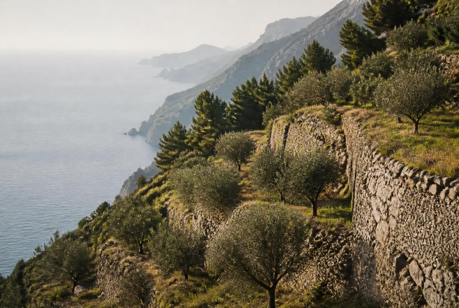 Bancales agrícolas con muros de piedra seca descendiendo por una ladera costera con olivos y pinos